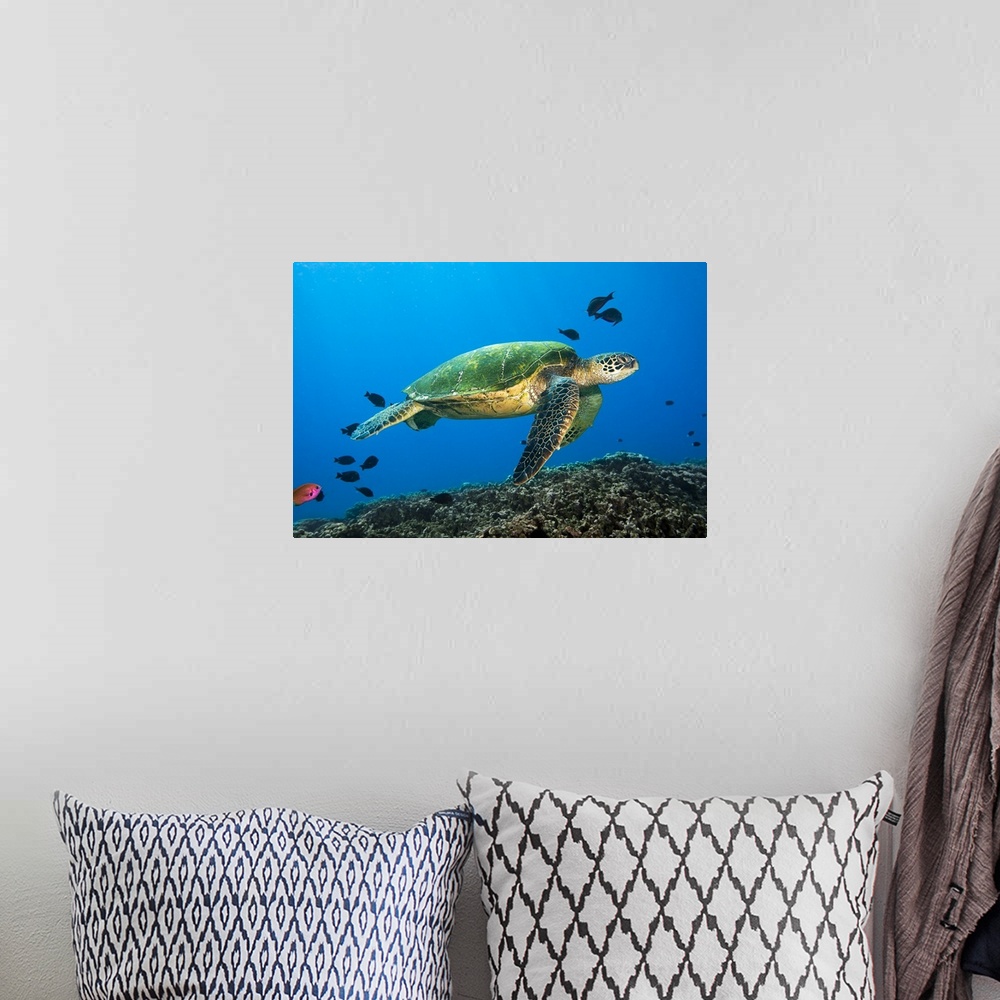 A bohemian room featuring Hawaii, Green Sea Turtle swimming in the Pacific Ocean