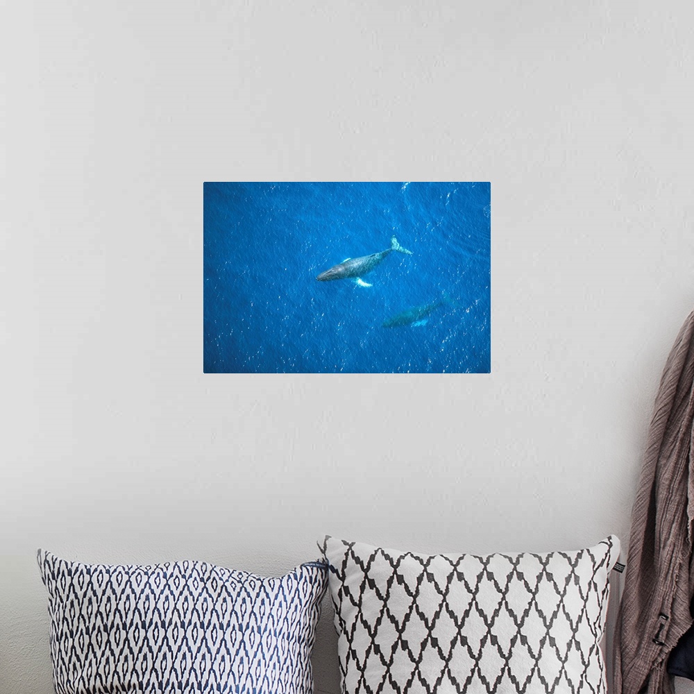 A bohemian room featuring Hawaii, Maui, Aerial View Of Humpback Whales