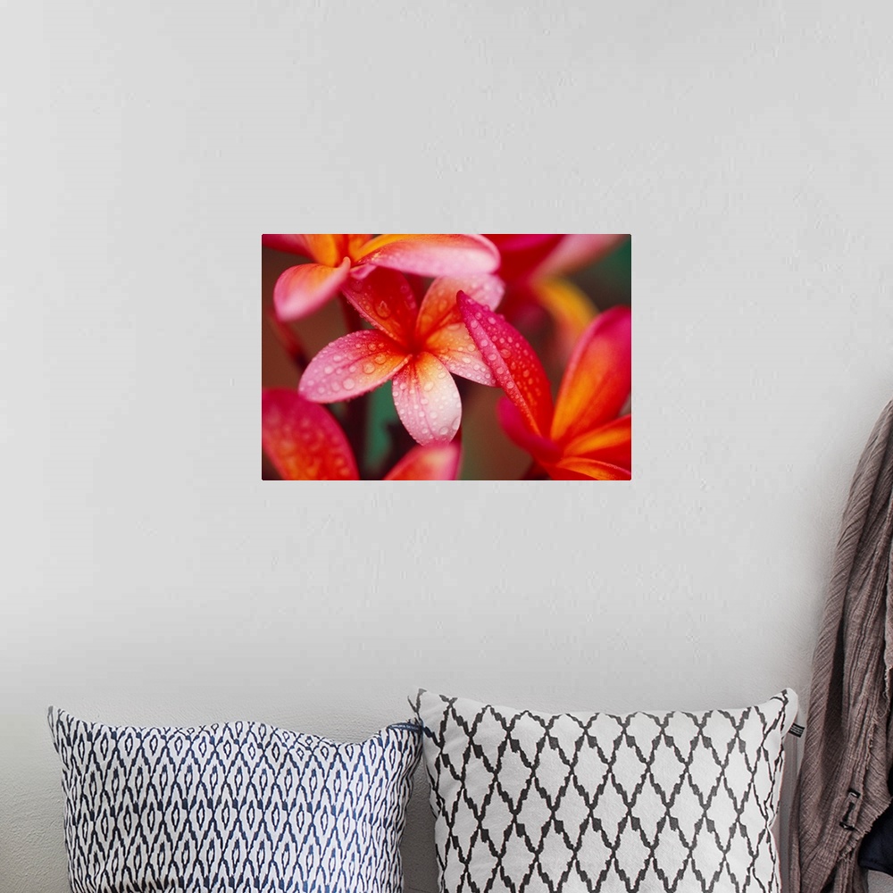A bohemian room featuring Landscape, close up photograph of several vibrant plumeria flowers covered in small droplets of w...