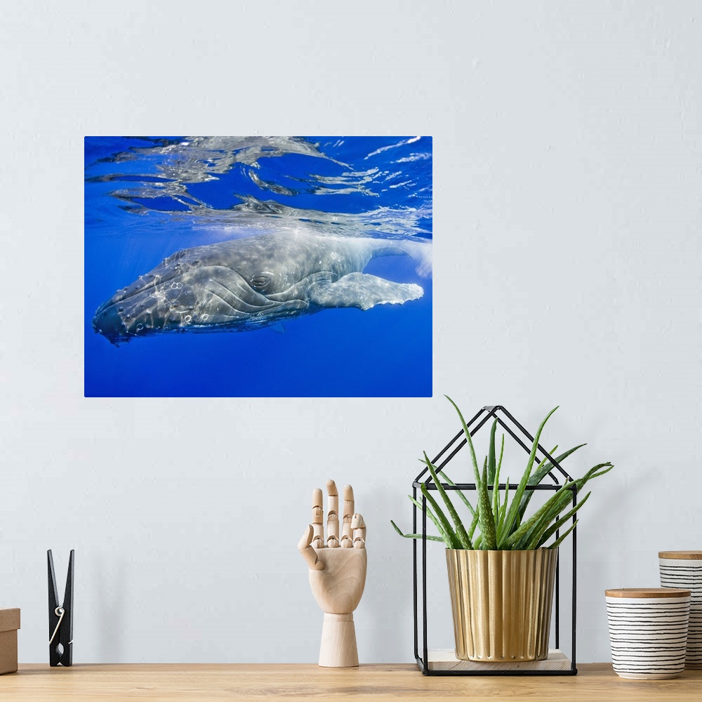 A bohemian room featuring Hawaii, Maui, Close-Up Of Humpback Whale Near The Ocean's Surface