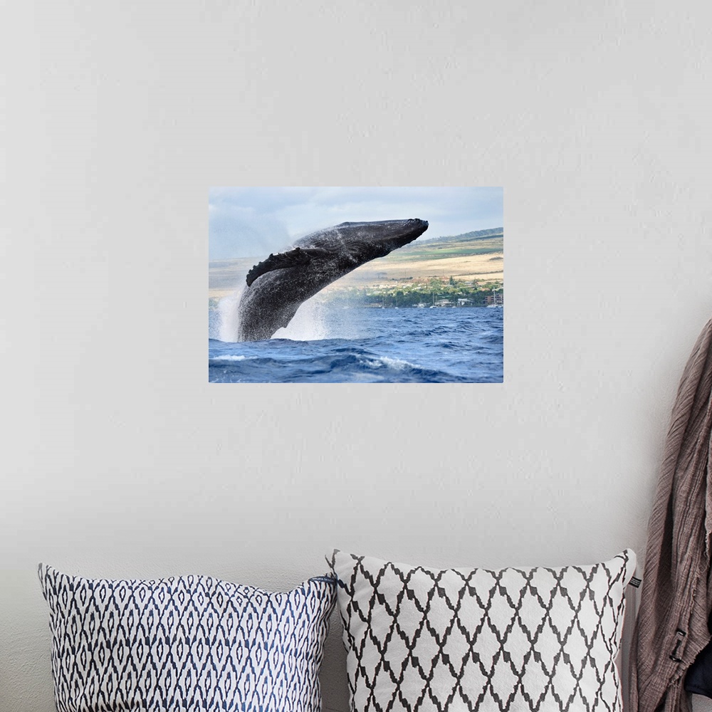 A bohemian room featuring Hawaii, Maui, Humpback Whale Breaching With Island In The Background