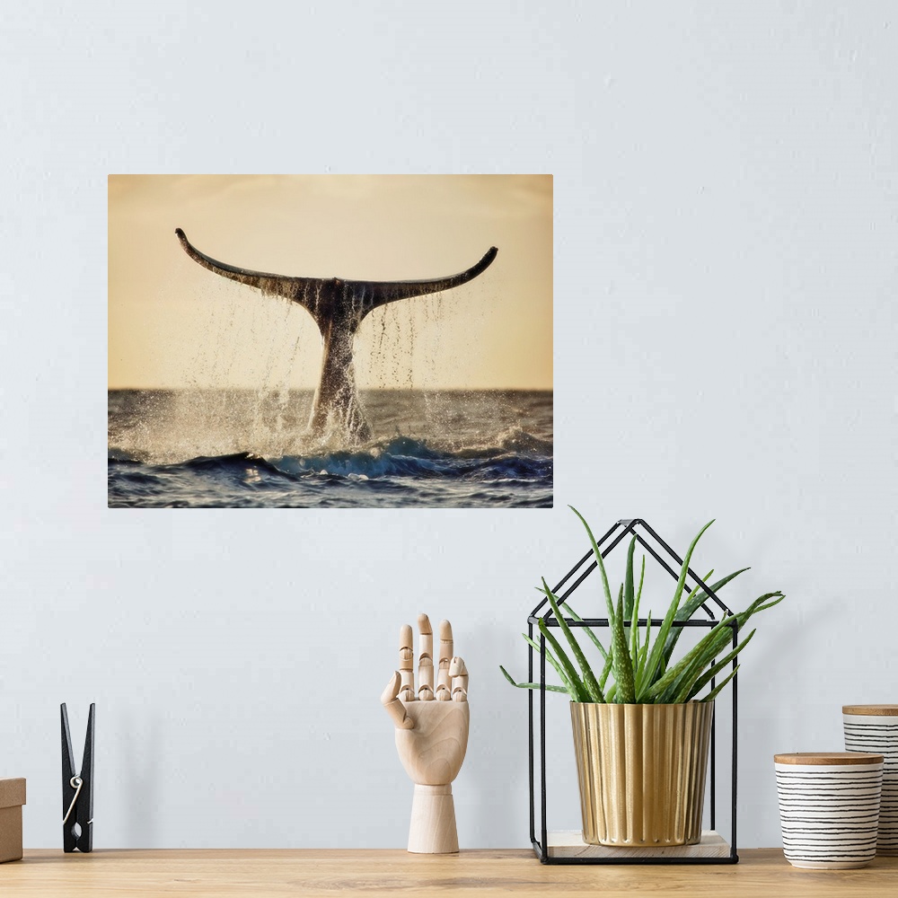 A bohemian room featuring Hawaii, Maui, Humpback Whale Fluking Its Tail In Golden Sunset