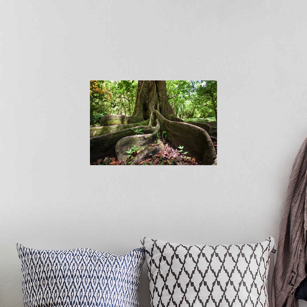 A bohemian room featuring Hawaii, Maui, Keanae, An Old Tree With Large Roots