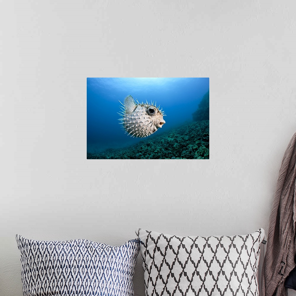 A bohemian room featuring Hawaii, Maui, Spotted Porcupinefish (Diodon hystrix) swims along the ocean floor