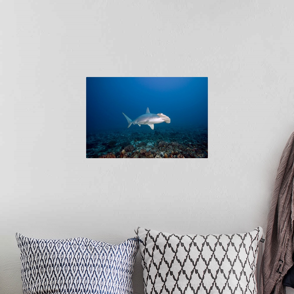 A bohemian room featuring Hawaii, Molokai, Scalloped Hammerhead shark swimming on the ocean floor