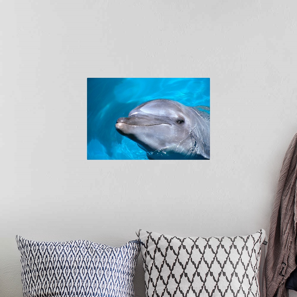 A bohemian room featuring Hawaii, Pacific Bottlenose Dolphin