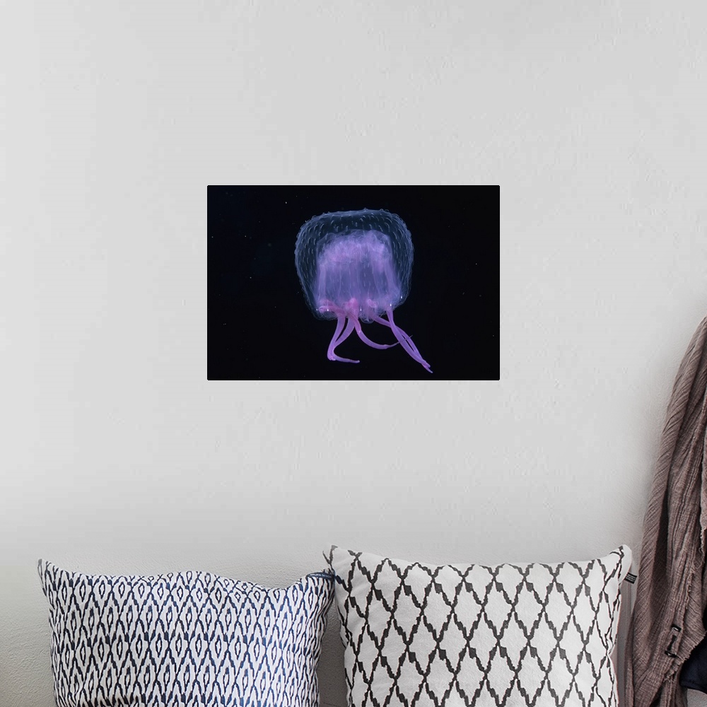 A bohemian room featuring Hawaii, Pink Jellyfish, black background