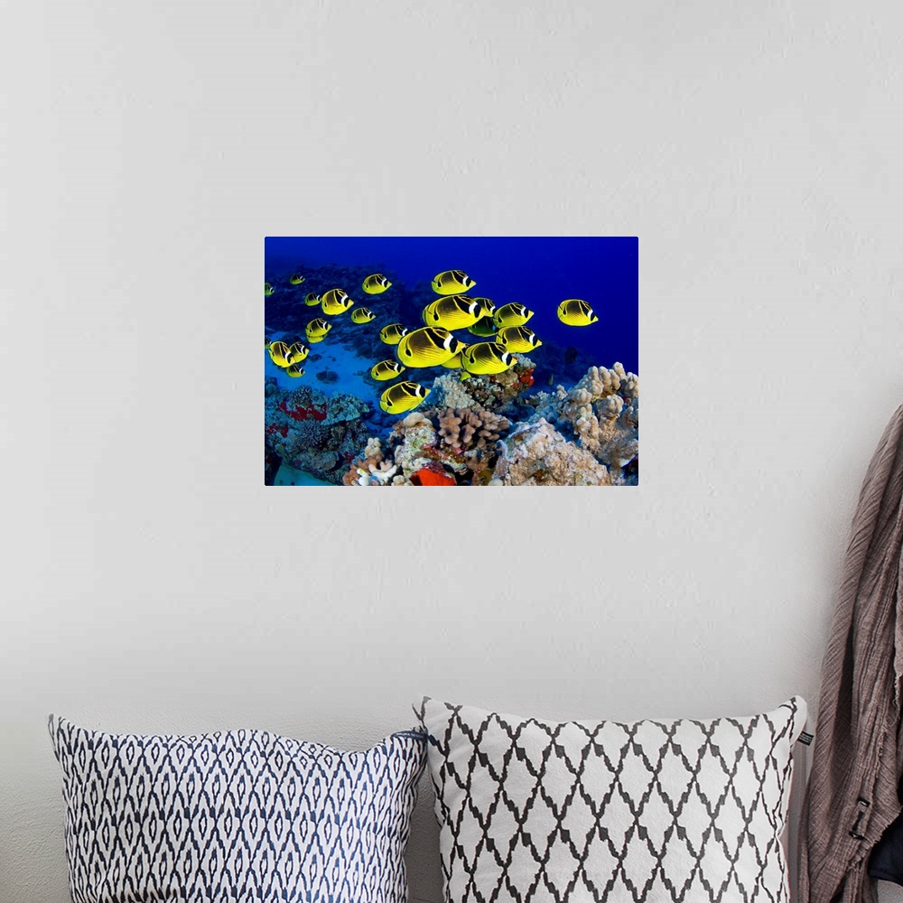 A bohemian room featuring Photograph of colorful  school of fish underwater swimming over reef.