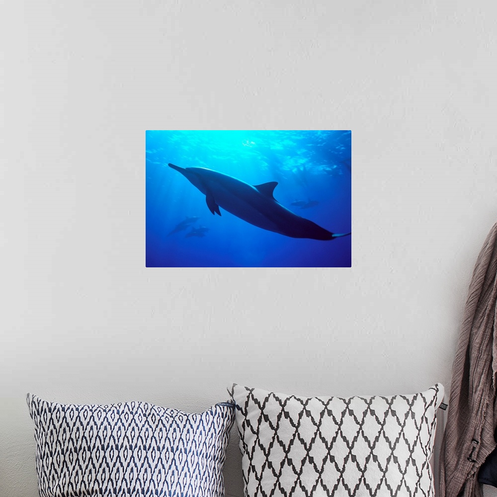 A bohemian room featuring Hawaii, Spinner Dolphin Near Surface