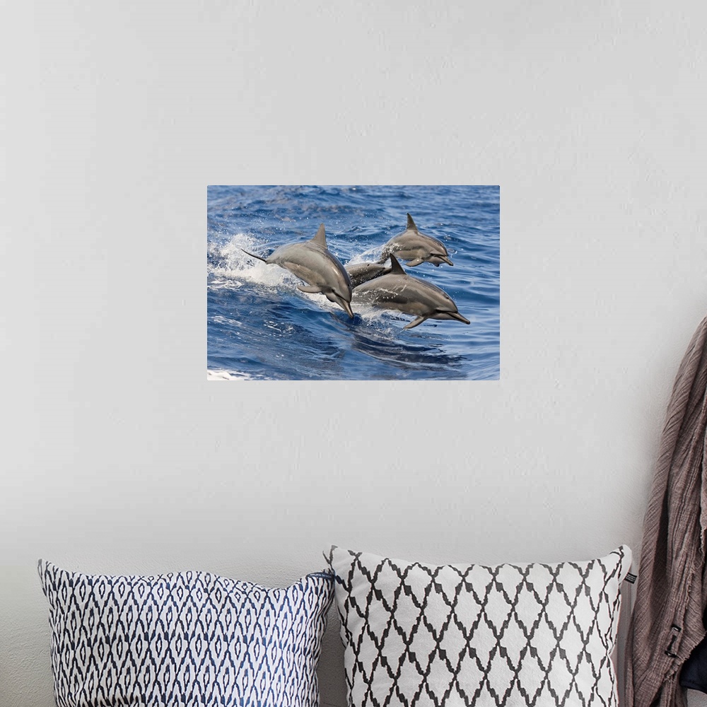 A bohemian room featuring Hawaii, Spinner Dolphins (Stenella Longirostris) Leap Into The Air At The Same Time
