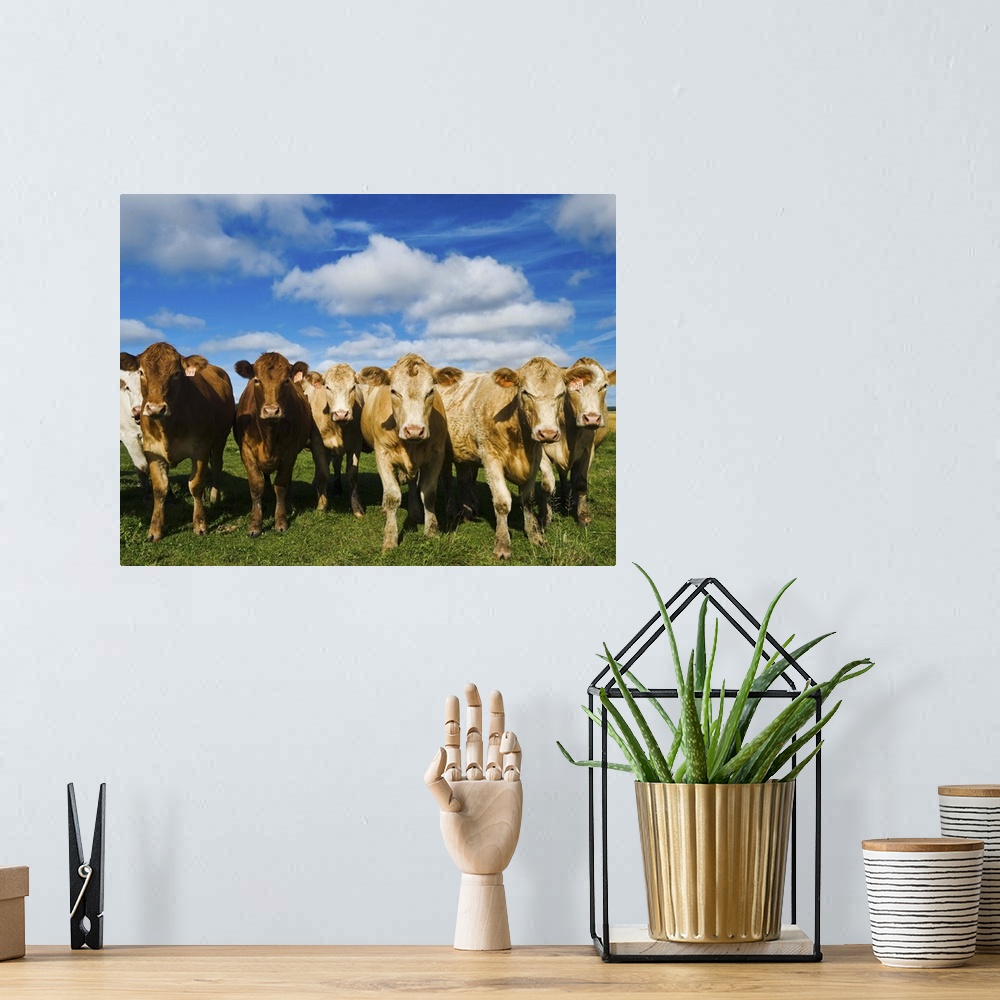 A bohemian room featuring Herd of beef cattle, Tiger Hills, Manitoba, Canada