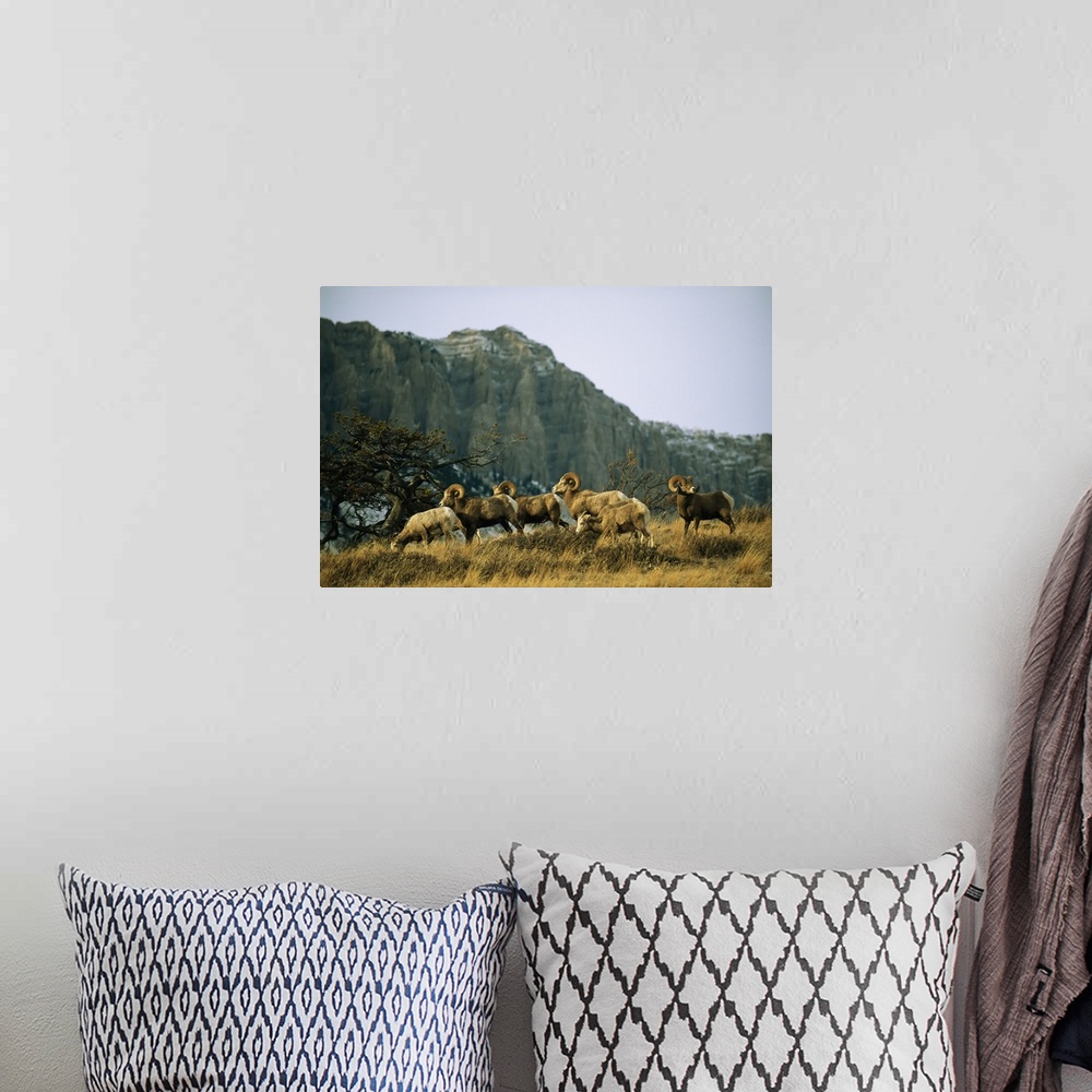 A bohemian room featuring Herd of bighorn sheep (ovis canadensis) grazing in a mountain valley. Augusta, Montana, united st...