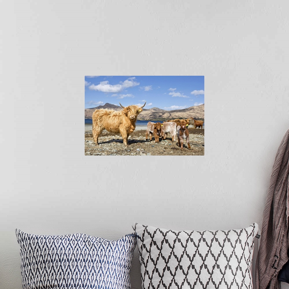 A bohemian room featuring Highland Cows, Loch Buie, Isle of Mull, Argyll and Bute, Inner Hebrides, Scotland, UK