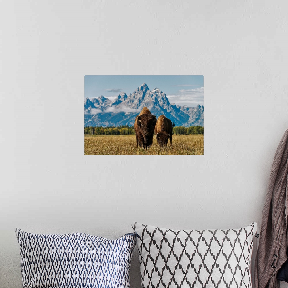A bohemian room featuring Horse in grand Teton national park, Wyoming, united states of America.