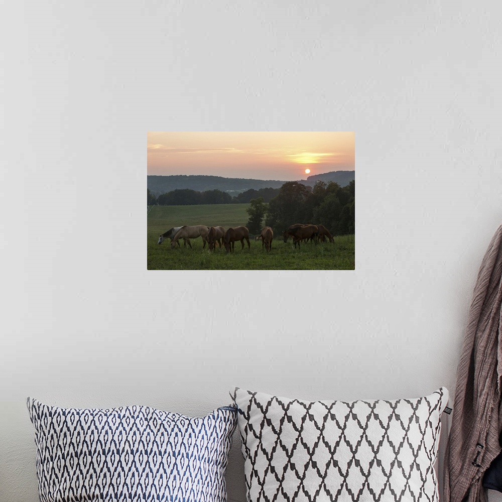 A bohemian room featuring Horses graze on grass at sunset in rural farmland. Millersburg, Ohio