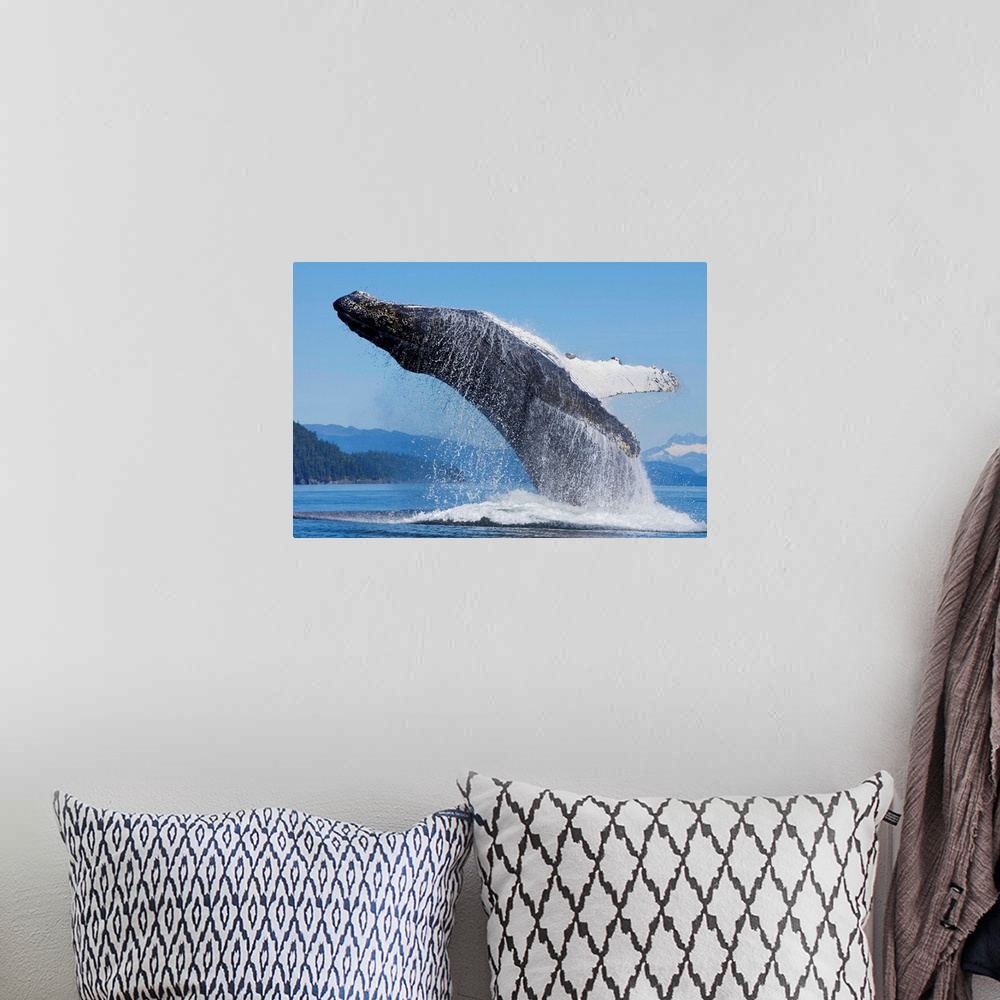 A bohemian room featuring Humpback Whale Breaches In Chatham Strait, Inside Passage, Admiralty Island, Alaska