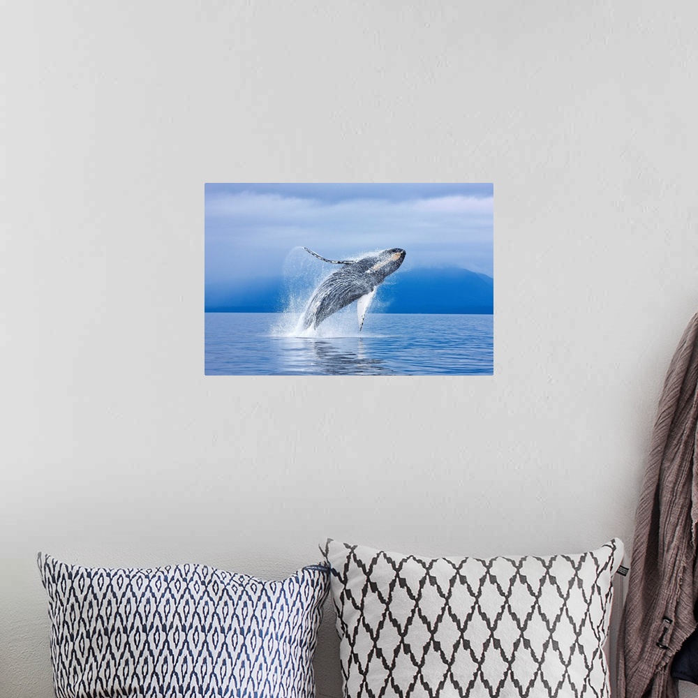 A bohemian room featuring Humpback Whale Breaching Along The Shoreline Of Chichagof, Alaska