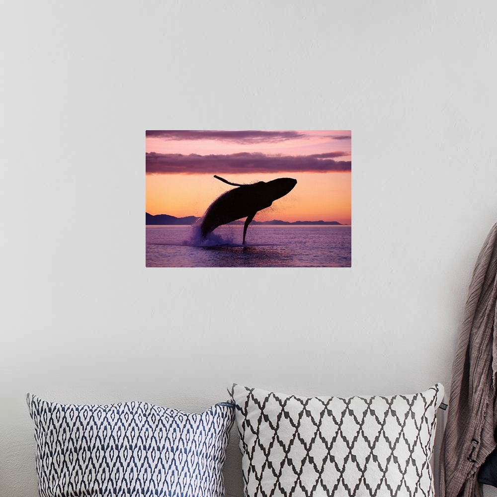 A bohemian room featuring Humpback Whale Breaching At Sunset, Southeast Alaska