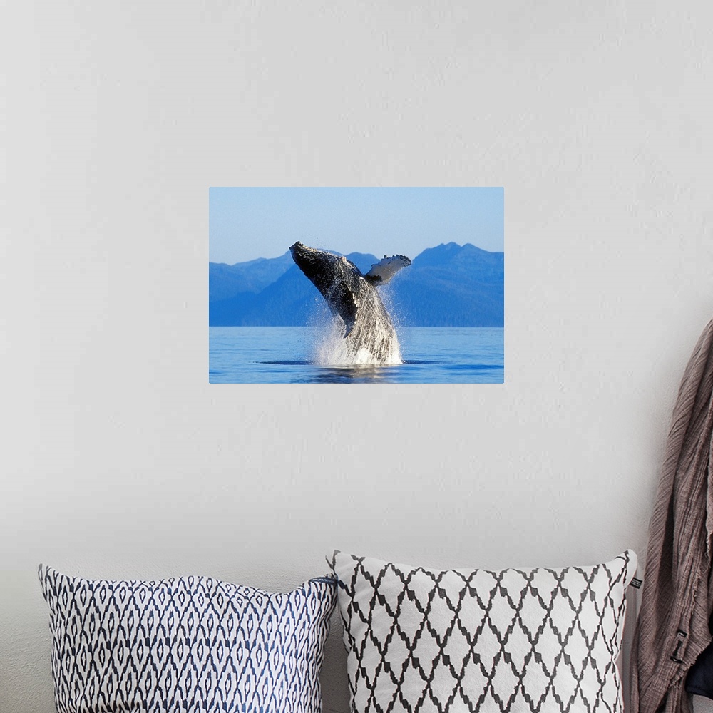 A bohemian room featuring Humpback Whale Breaching In Inside Passage, Southeast Alaska