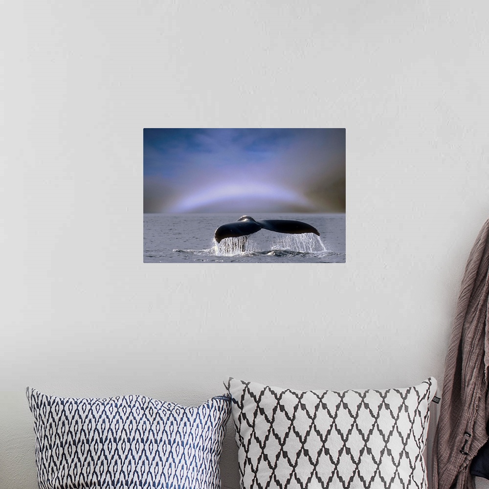 A bohemian room featuring Humpback Whale Fluke On Surface Of Water, Alaska