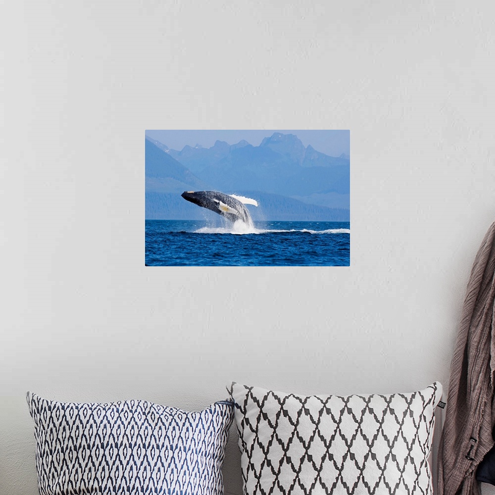 A bohemian room featuring Humpback Whale In Inside Passage Leaping Out Of The Water, Southeast Alaska