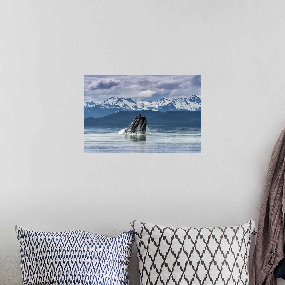 A bohemian room featuring Humpback whale (Megaptera novaeangliae) lunge feeding for herring with a view of throat pleats, I...