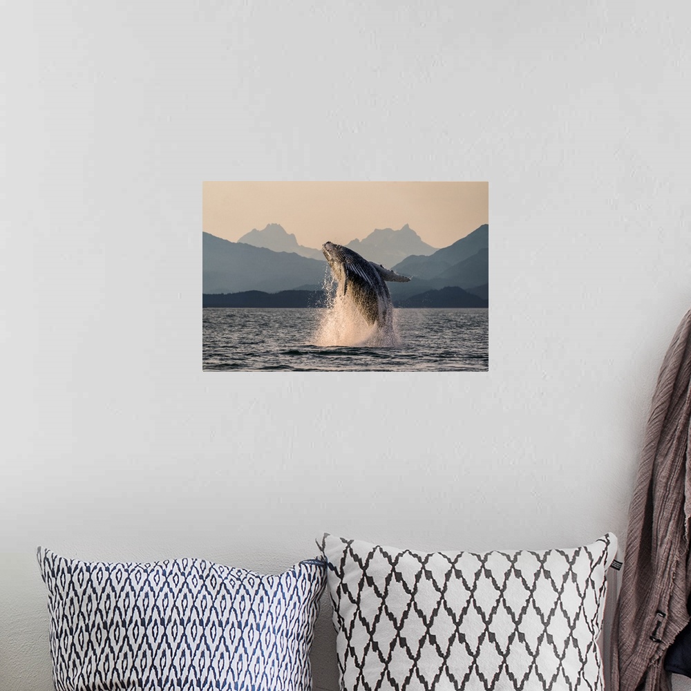 A bohemian room featuring Humpback whale (Megaptera novaeangliae) leaping out of the water of Inside Passage in the Lynn Ca...