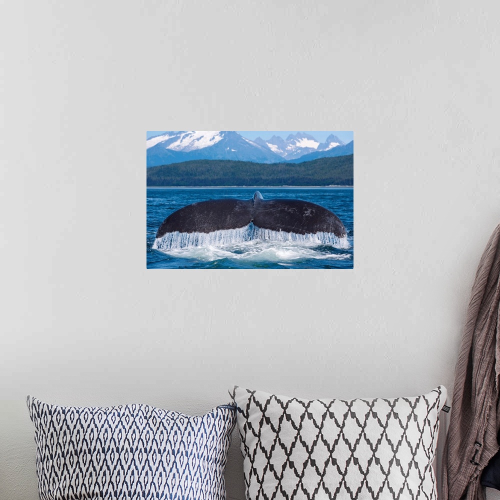 A bohemian room featuring Humpback Whale Lifts Its Flukes, Snow Covered Coastal Range In Background