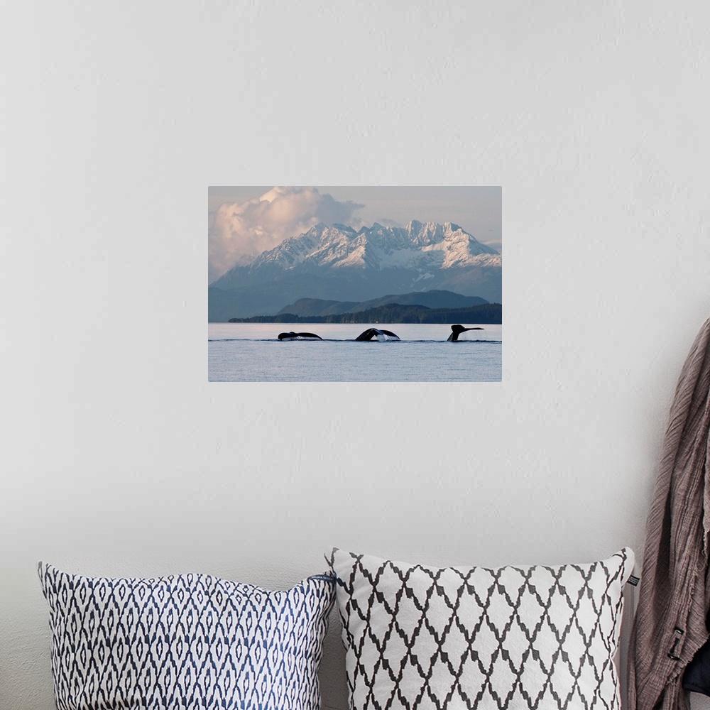 A bohemian room featuring Humpback Whale Pod Lifts Their Flukes, Snow Covered Coastal Range, Alaska