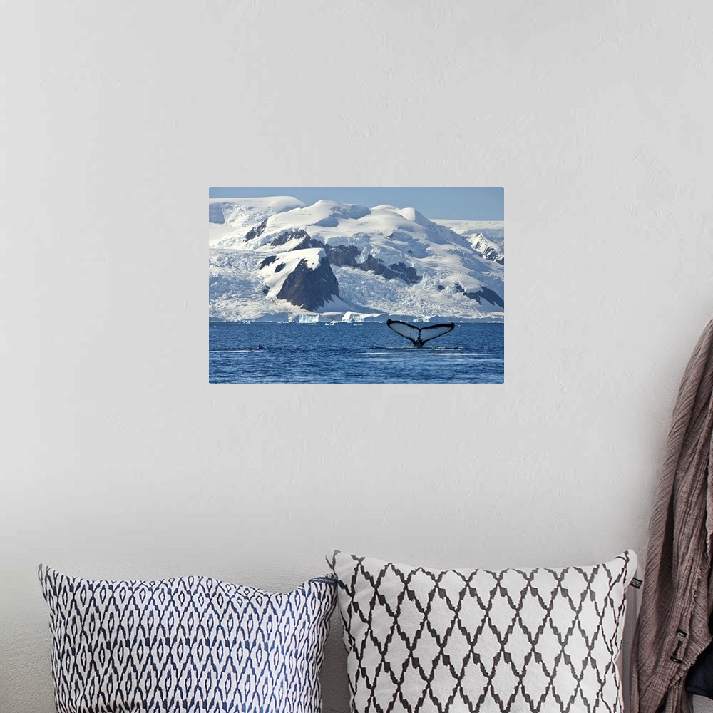 A bohemian room featuring whale, humpback, animal, blue whale, southern ocean, antarctica, landscape, photo, photography, p...
