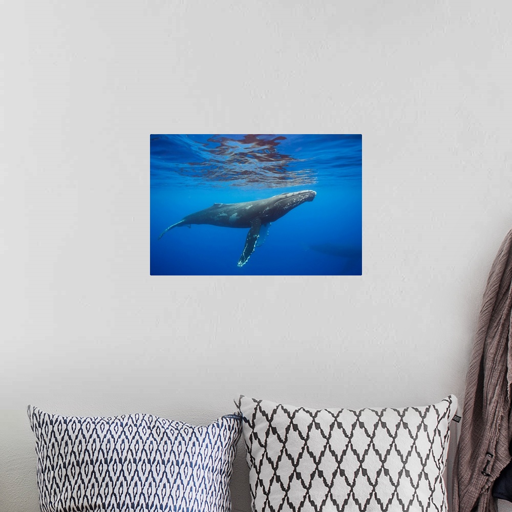 A bohemian room featuring Humpback whale (Megaptera novaeangliae) underwater. Hawaii, United States of America.