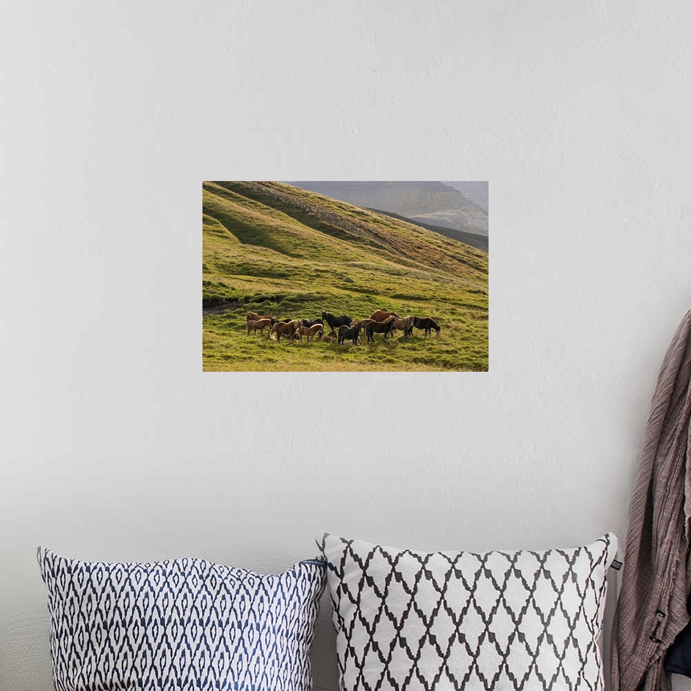 A bohemian room featuring Icelandic horses in the rugged landscape, Iceland