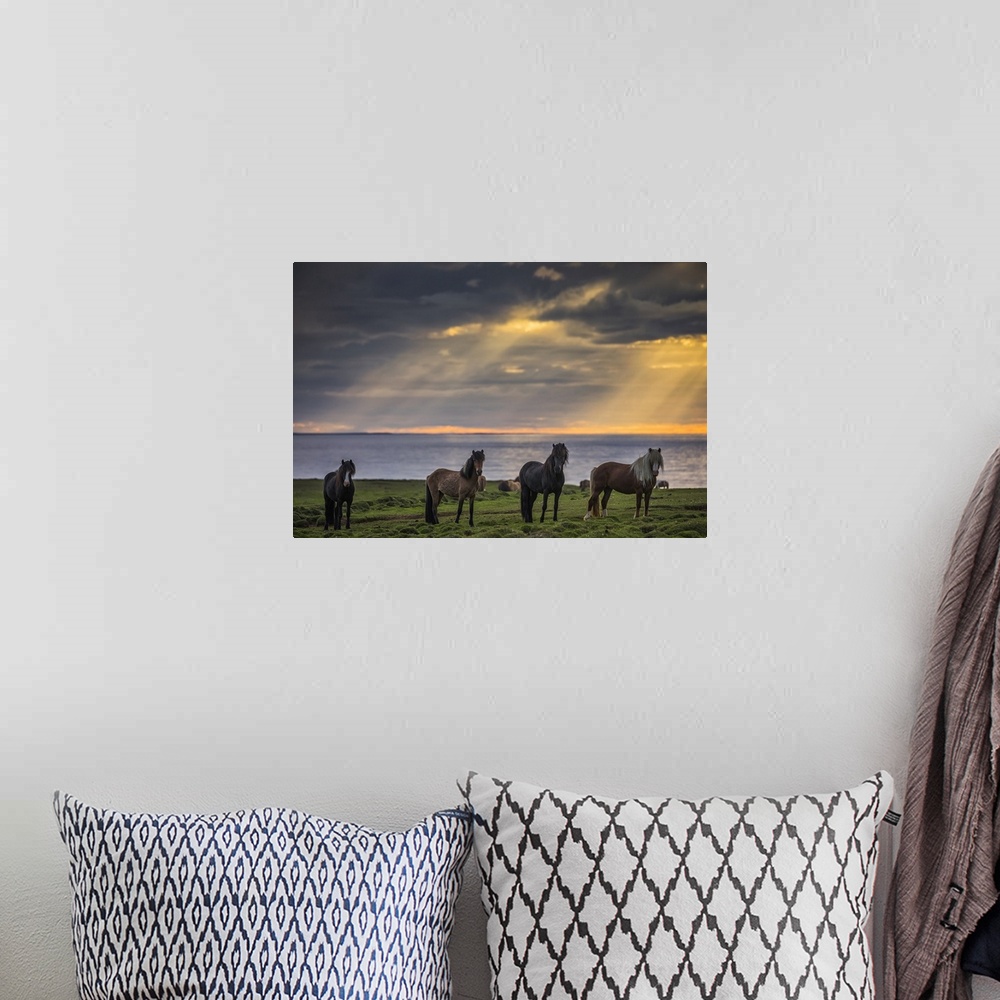 A bohemian room featuring Icelandic horses standing in a row on the shore at sunset; Hofsos, Iceland