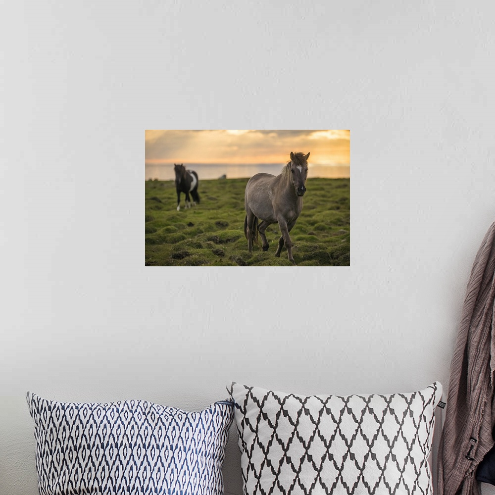 A bohemian room featuring Icelandic horses walking along the ocean at sunset; Hofsos, Iceland