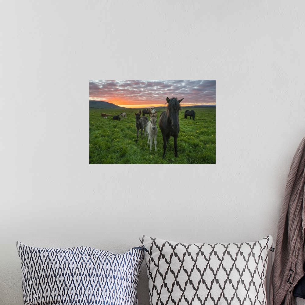 A bohemian room featuring Icelandic horses walking in a grass field at sunset, Hofsos, Iceland