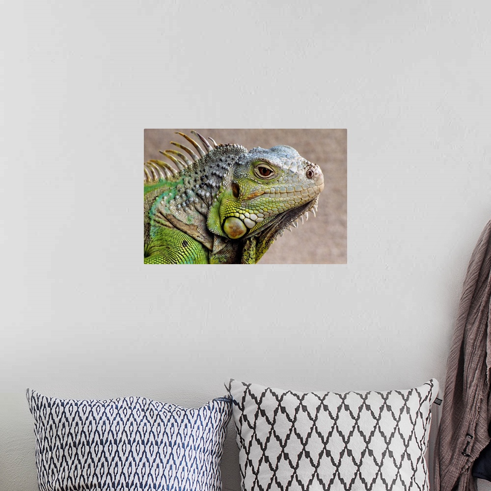 A bohemian room featuring Iguana Profile