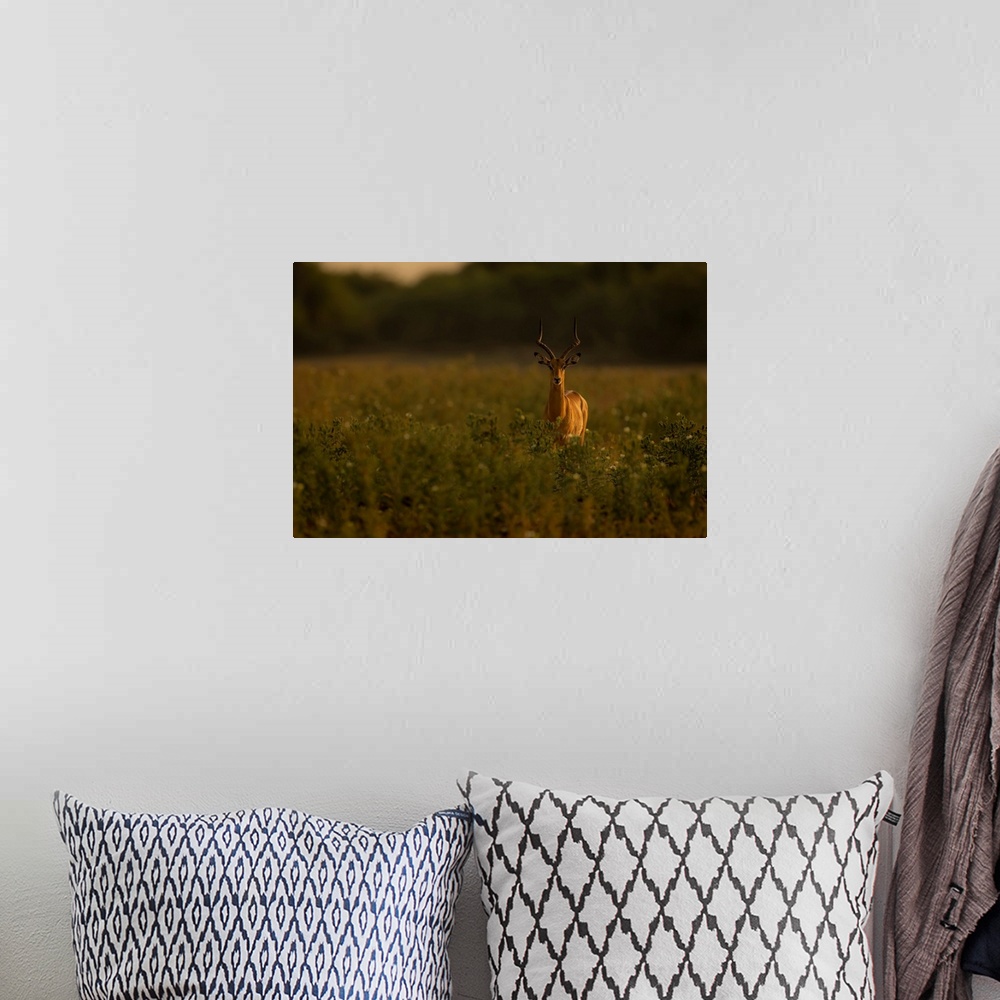 A bohemian room featuring A male common impala, (Aepyceros melampus) stands among tall plants in the savanna, staring at th...