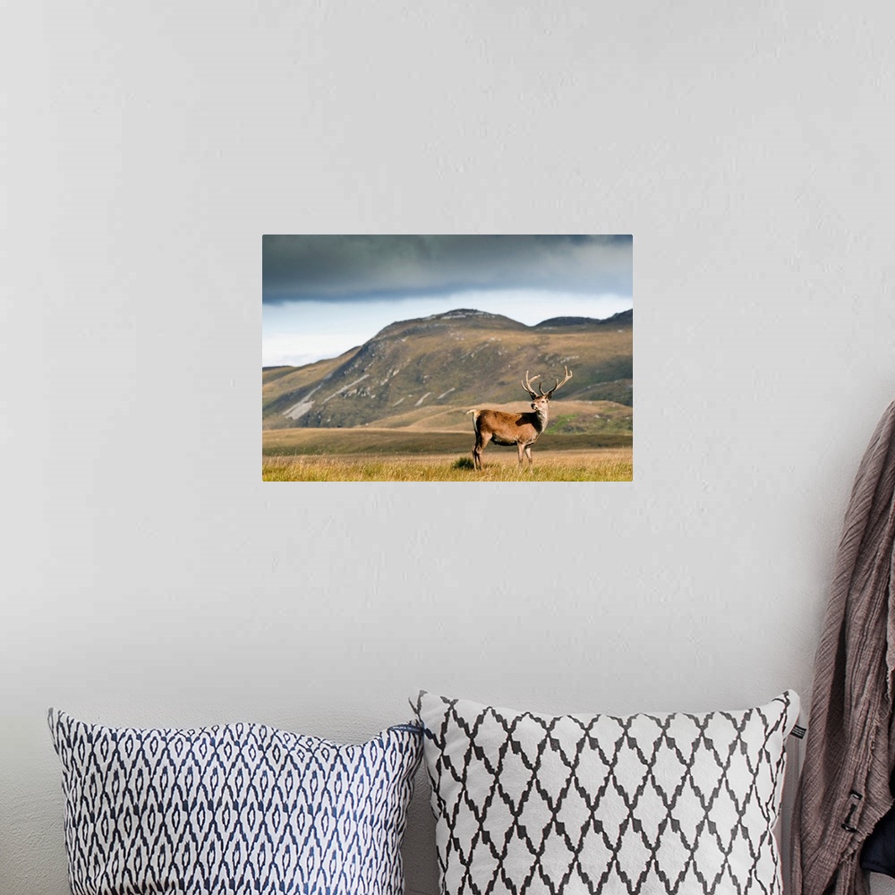 A bohemian room featuring Isle Of Islay, Scotland. A Deer Standing In A Field.