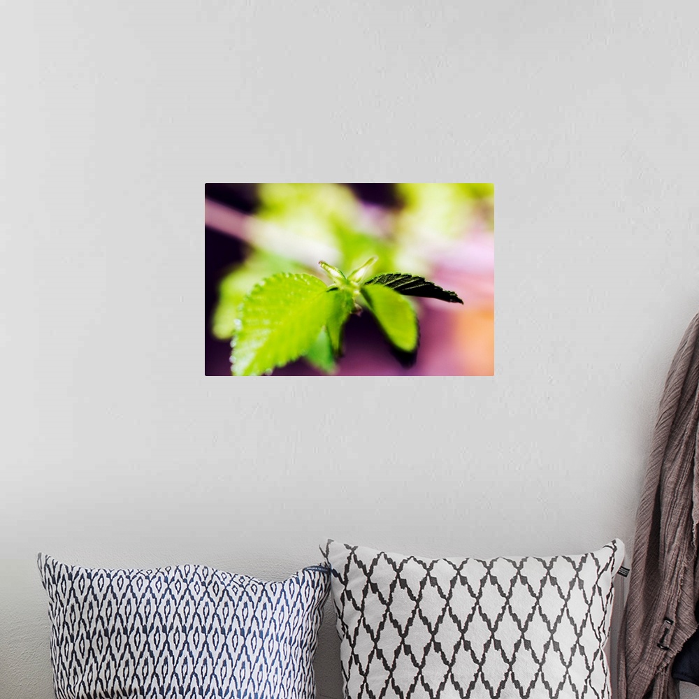 A bohemian room featuring Tiny leaves are photographed closely with the focus on a couple and the others appear blurry.