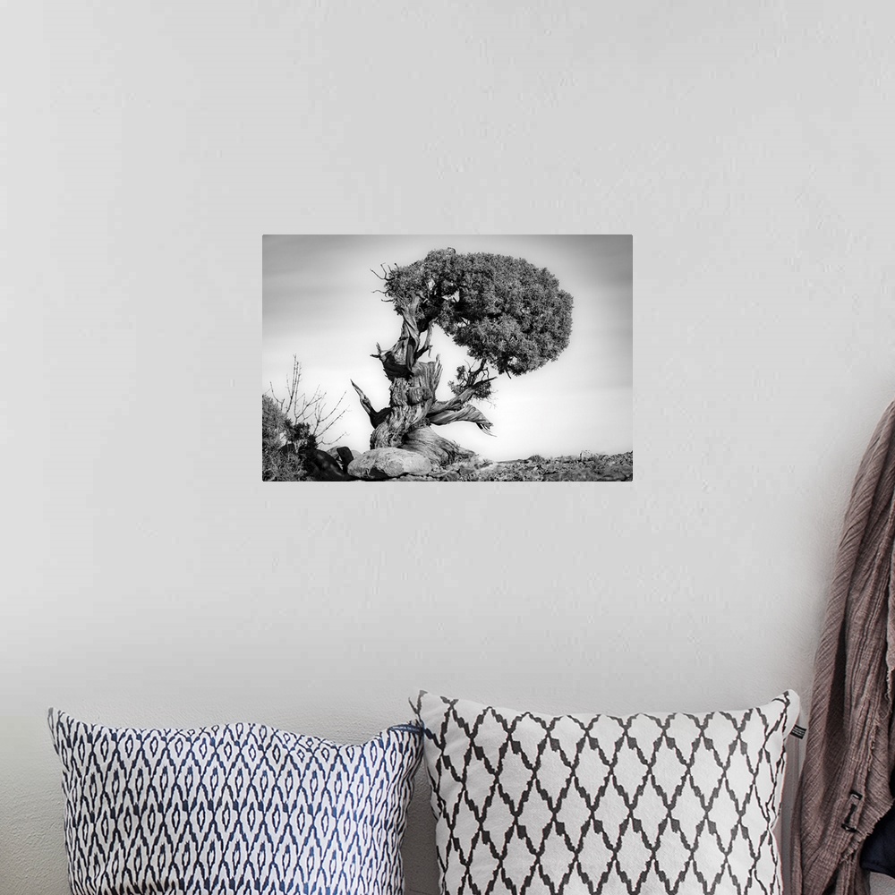 A bohemian room featuring Black and white image of a very old twisted and gnarled Juniper tree in Canyonlands National Park...