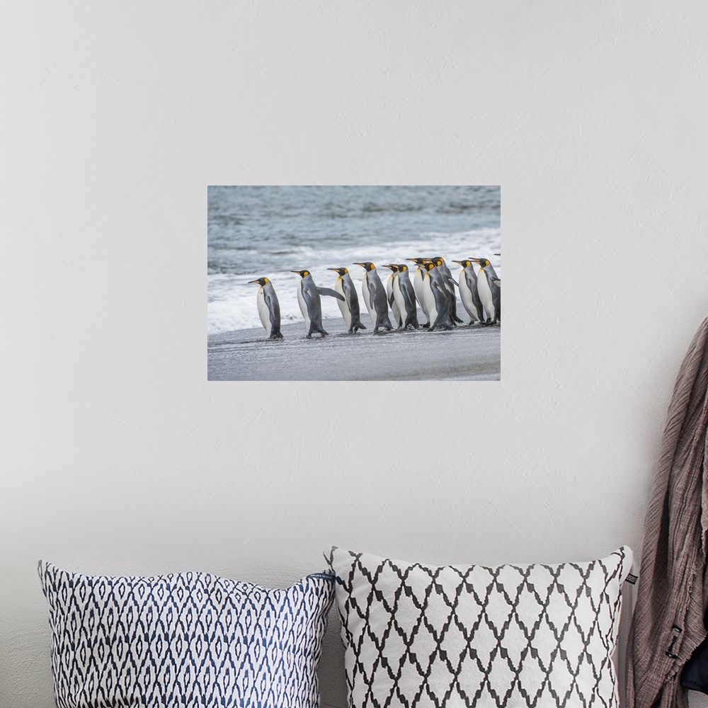 A bohemian room featuring Group of King Penguins (Aptenodytes patagonicus) lined up on the beach at the water's edge waitin...