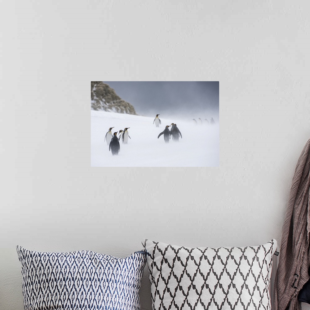 A bohemian room featuring King Penguins (Aptenodytes patagonicus) standing in small groups up on the wintry tundra with blo...