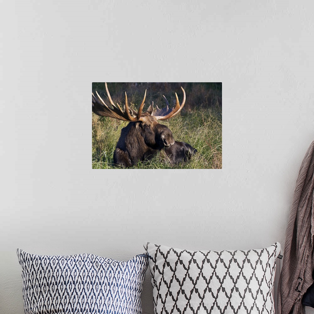 A bohemian room featuring Large Bull Moose resting in grass, Anchorage coastline, Southcentral Alaska, Autumn