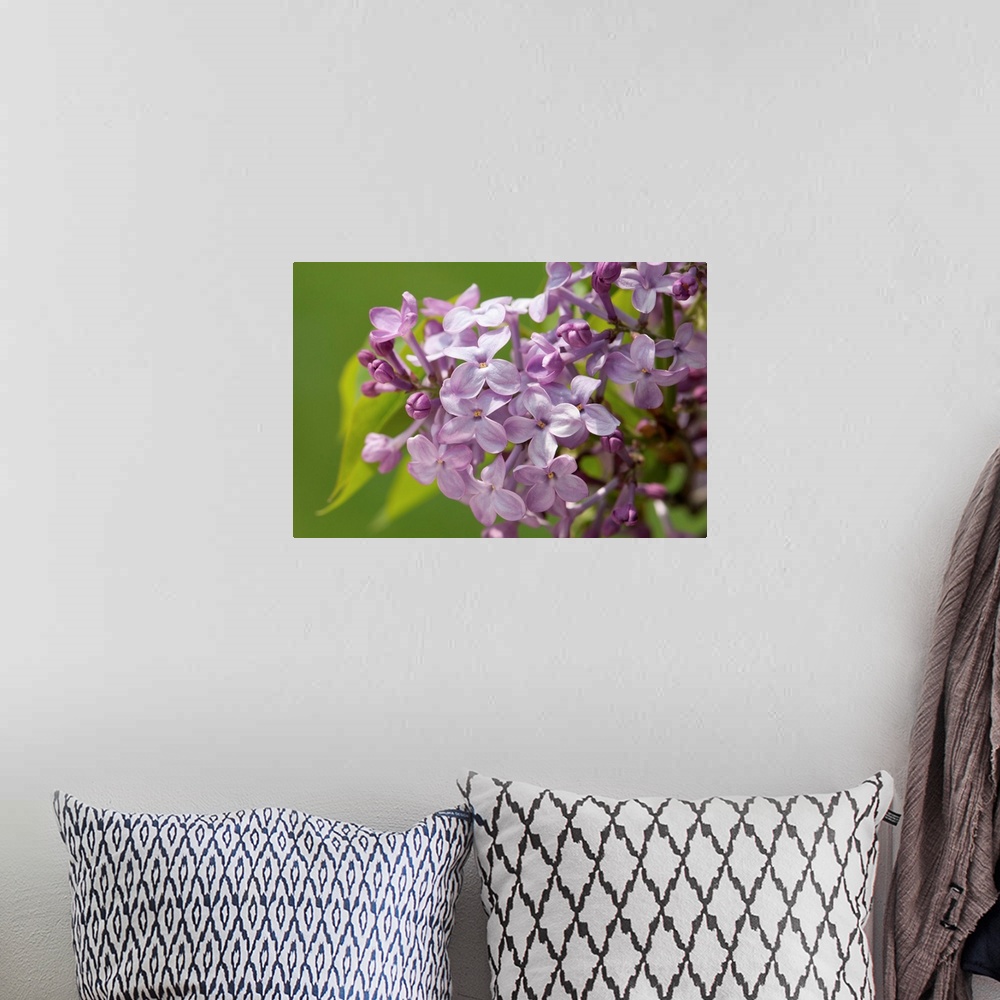 A bohemian room featuring Lilac flowers in the spring, Syringa species. Jamaica Plain, Massachusetts.