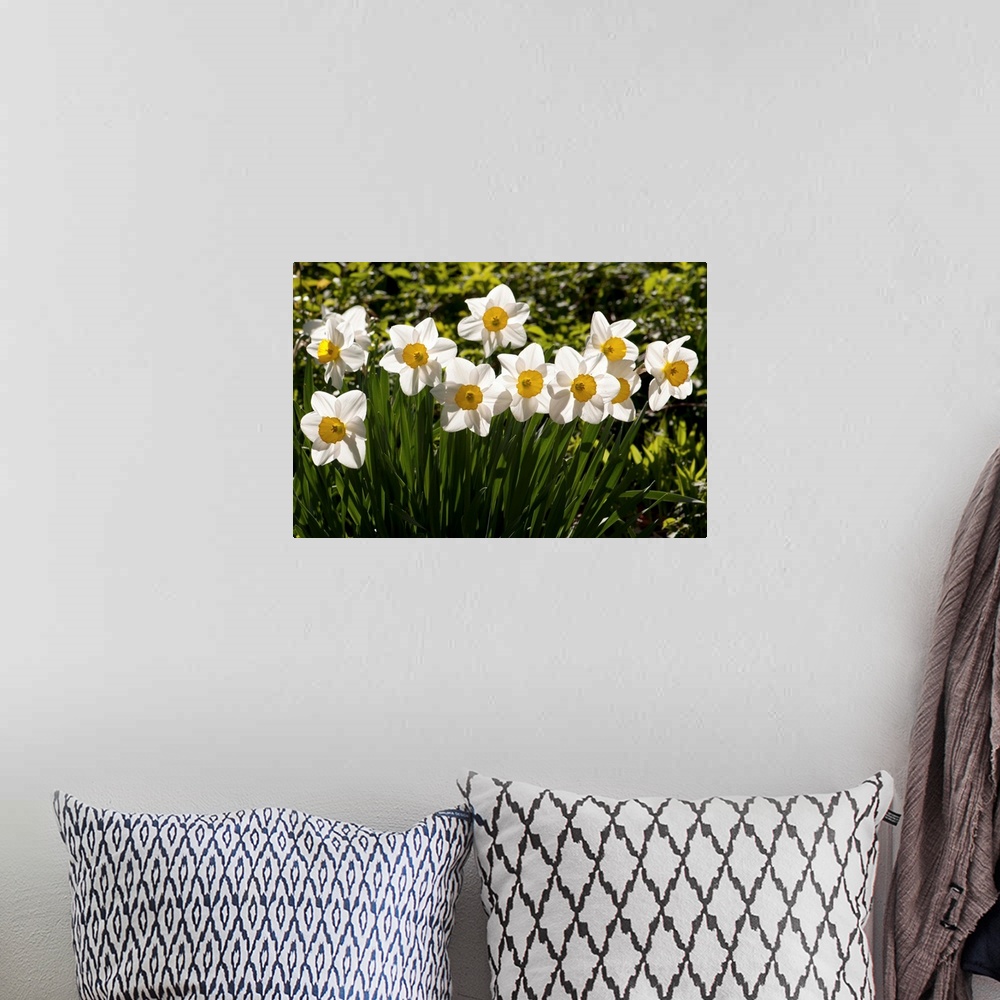 A bohemian room featuring Line of spring daffodils, Narcissus species, in flower in springtime.