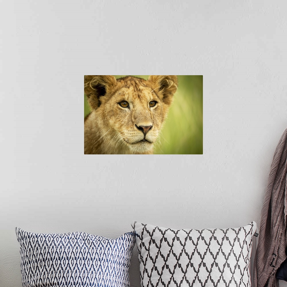 A bohemian room featuring Close-up of lion cub (Panthera leo) head and shoulders, Grumeti Serengeti Tented Camp, Serengeti ...