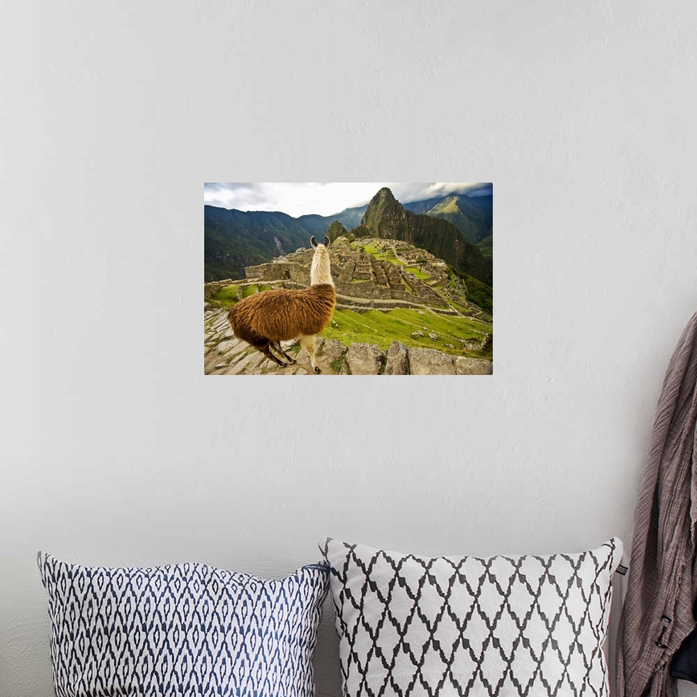 A bohemian room featuring Llama Looks Over At Reconstructed Stone Buildings On Machu Picchu, Peru