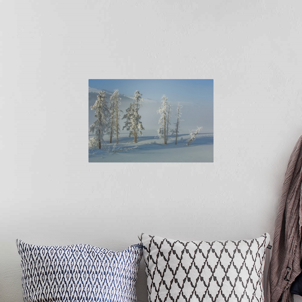 A bohemian room featuring Lodgepole pines and snow in the mist.