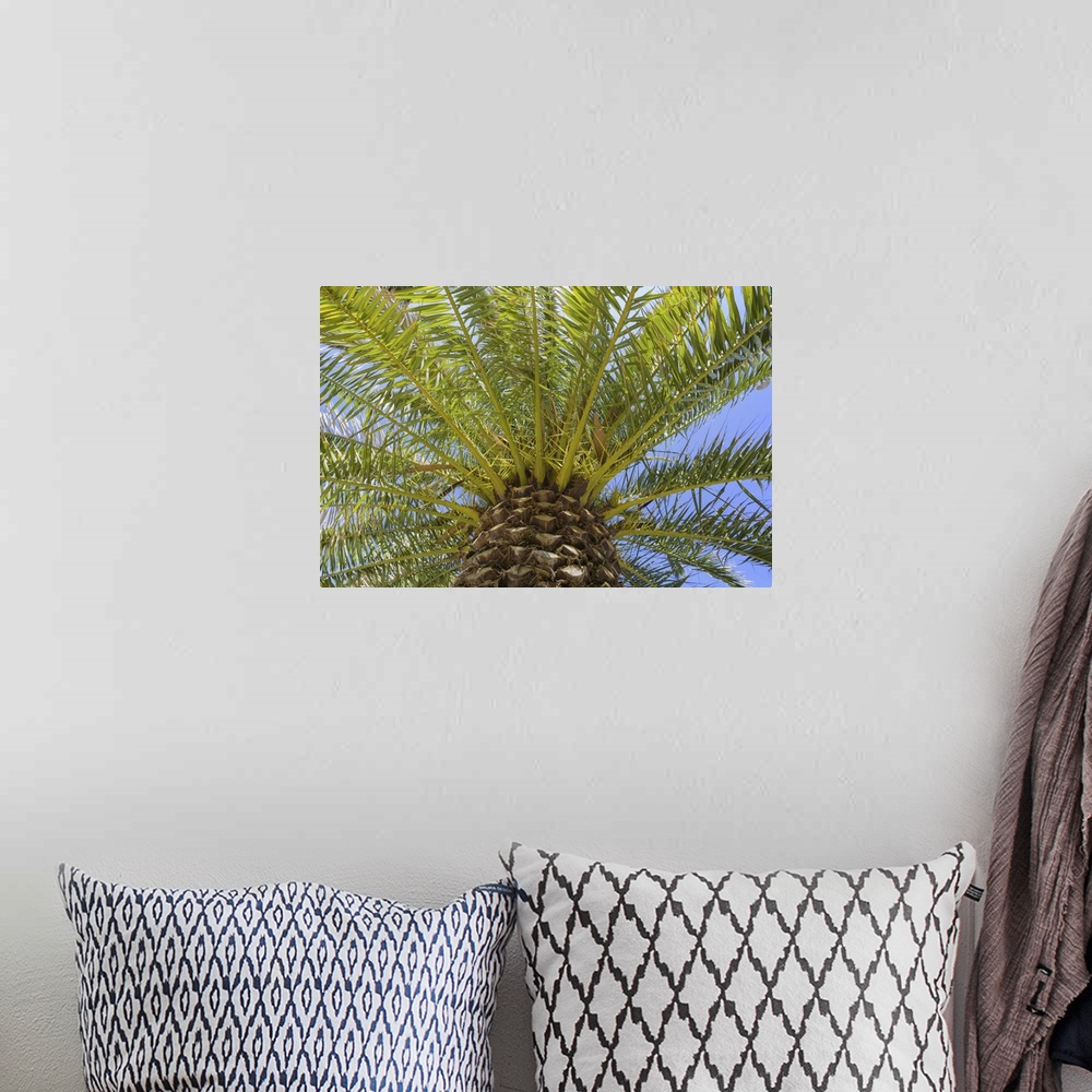 A bohemian room featuring Low Angle View of Palm Tree in Puerto de la Cruz, Tenerife, Canary Islands, Spain