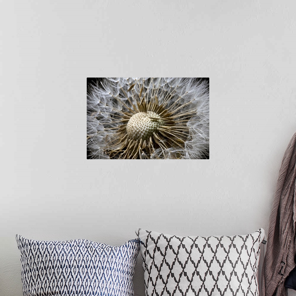A bohemian room featuring Picture taken very closely of a dandelion whose florets on the top are mostly gone.